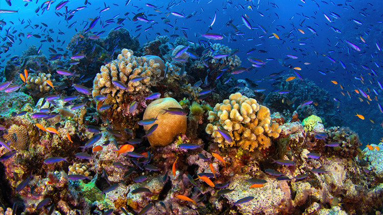 kuresel isinma mercan resifleri artik yasam desteklemiyor U64WrQhq.jpg