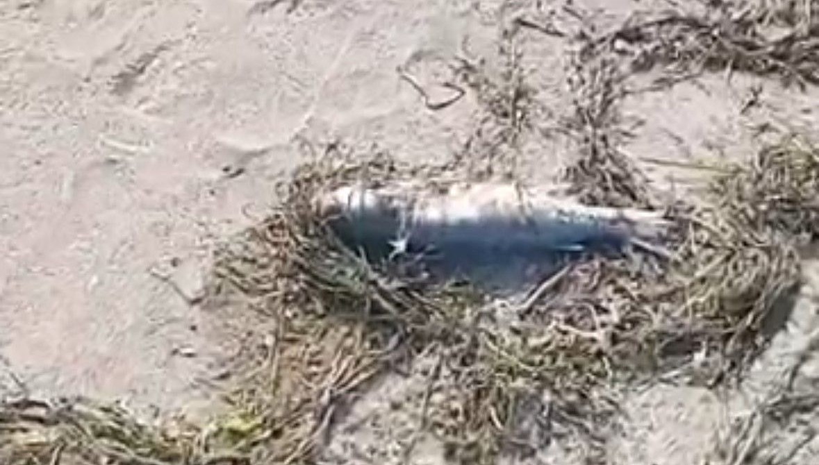 sahilde cok sayida balik olu bulundu Nc9E1aRS.jpg