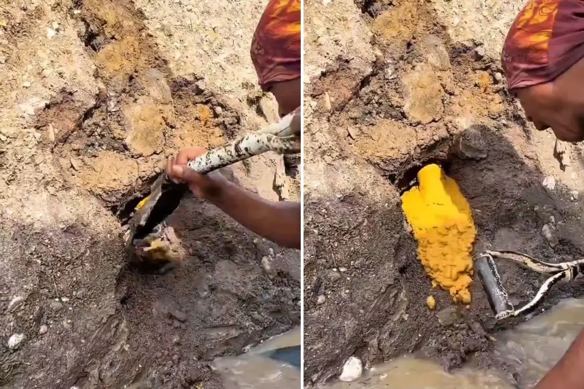 sansin boylesi kuregi vurdugu yerden altin fiskirdi TKTuvWcp.jpg