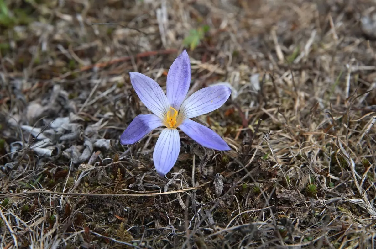 sonbaharin habercisi vargit cicekleri ilgaz dagini susluyor scuNNnwX