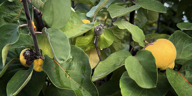 dallarin altin sarisini don vurdu 10 donum tarladan 2 kasa ayva cikti z8nfeheH.jpg
