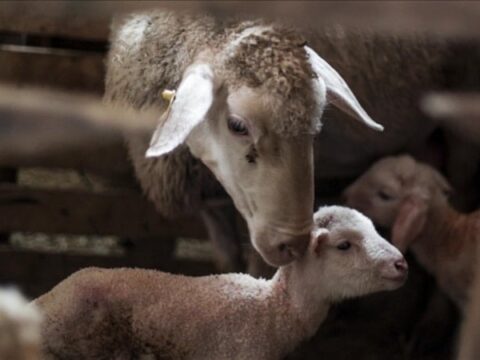 Küçükbaş Hayvancılığa Yönelik Destek Projesi Başvuruları Nisan’da Başlıyor