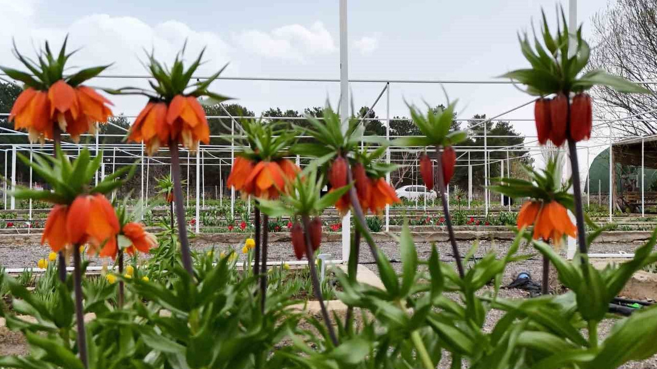 Ters Lale Koparanlar İçin Cezalar Artıyor: 700 Bin Lira!